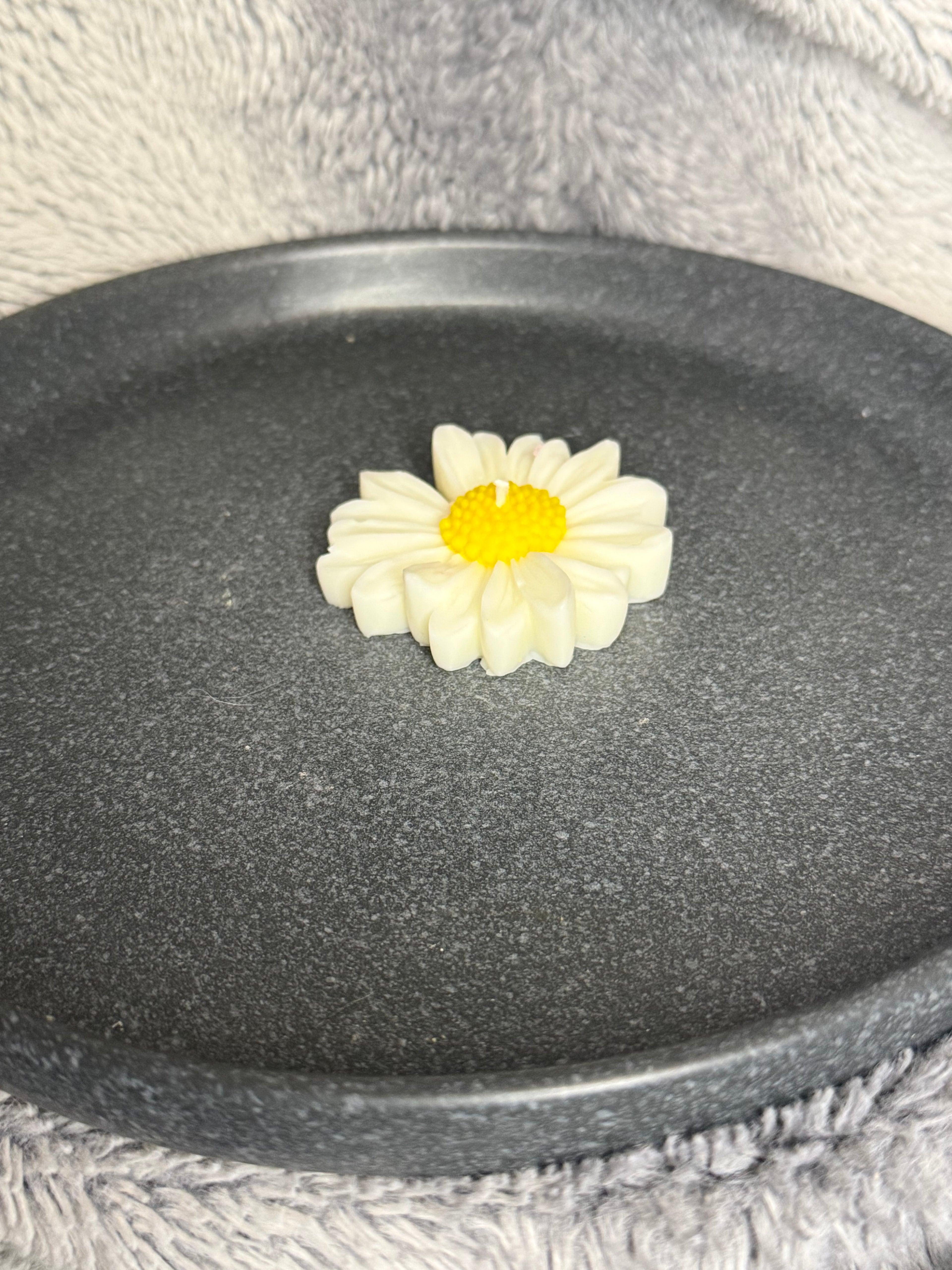 Gänseblümchen