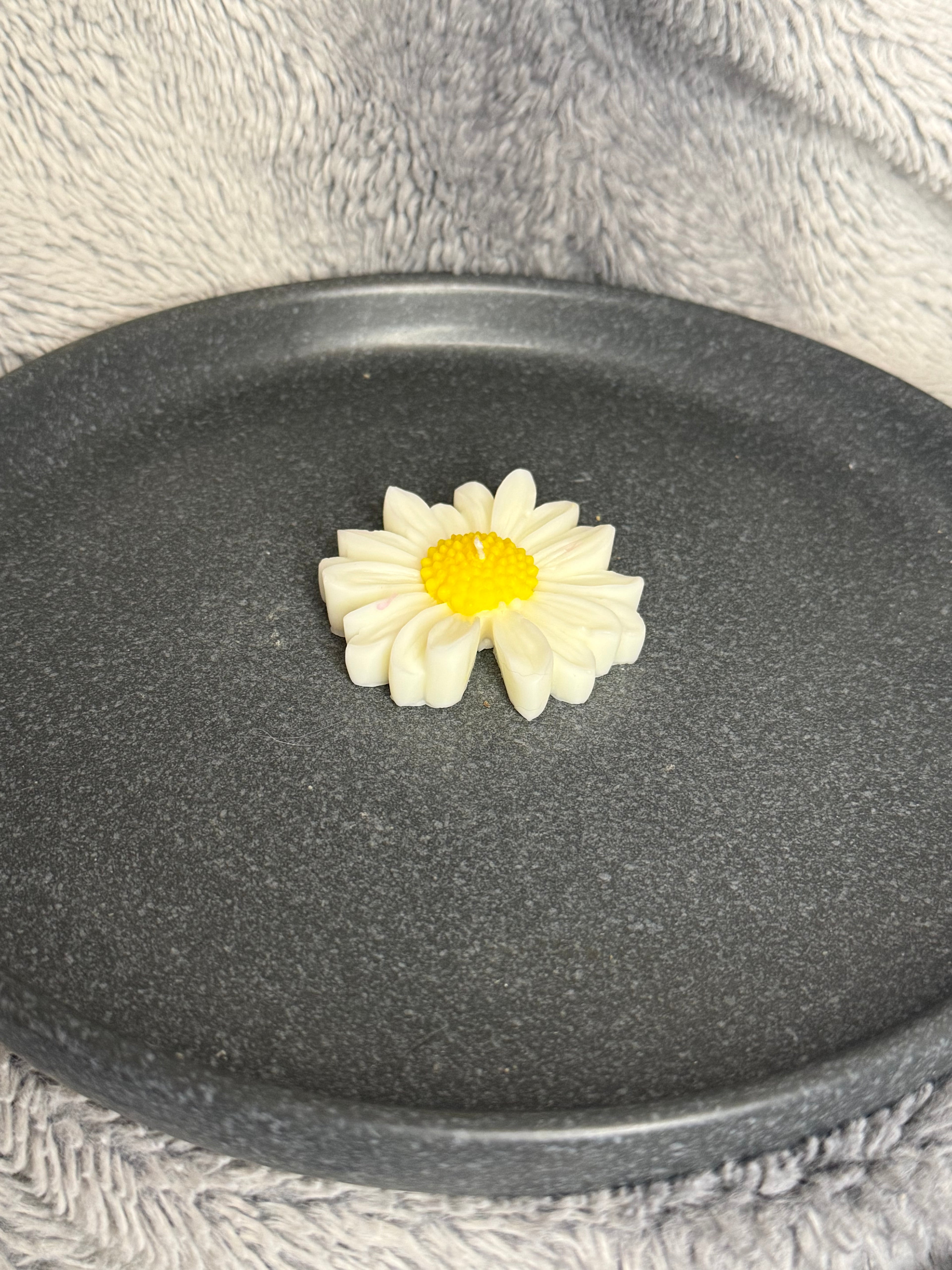 Gänseblümchen
